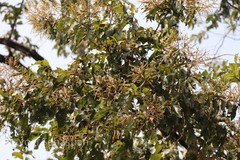 Terminalia paniculata